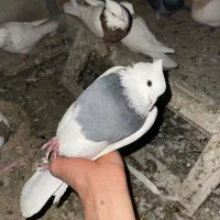 کبوتر|پرنده|مریوان, |دیوار