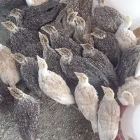 جوجه بوقلمون محلی ۴۵ روزه به قیمت ۹۰۰تومان