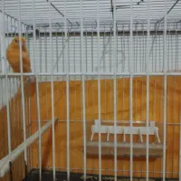 جفت قناری معاوضه با عروس|پرنده|بیرجند, |دیوار