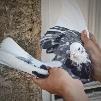 کبوتر پرشی هما