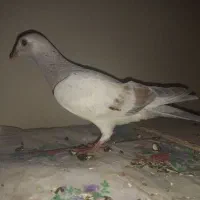 ۲ تا هفرنگ|پرنده|محمدیه-قزوین, |دیوار