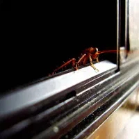 موریانه زدایی و سمپاشی شرکتی۱۰۰درصدتضمینی