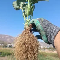 فروش نشاء توت فرنگی