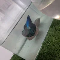 دو. جفت فاتیر مولد|ماهی|اردبیل, |دیوار