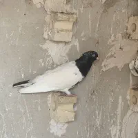 کبوتر پرشی