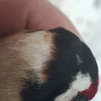 سهره چهارگل کراواتی