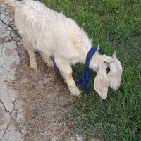 فروش بزغاله درشوش|حیوانات مزرعه|شوش, |دیوار