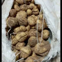 تحویل سیب زمینی دامی در دامداری شما