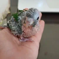 جفت طوطی گرینچیک مولد با تست|پرنده|خوی, |دیوار