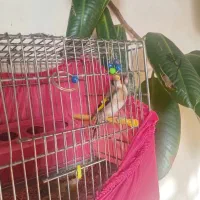 سهره نر|پرنده|نقده, |دیوار