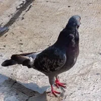 کبوتر نشان دار