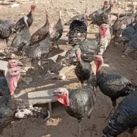 بوقلمون ماده