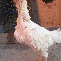 مرغ لاری افغان