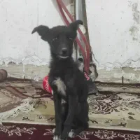 واگذاری دوعددتوله سگ پاکوتاه