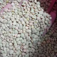 عدس محلی ۴۵۰ کیلو