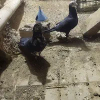 جفت سوسکی کلاغی ماده با زاغ کله سفید نر