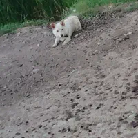 سگ پاکوتاه دزدیده شده|حیوانات|پارس‌آباد, |دیوار