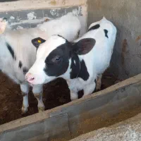 گوساله نر سیاه سفید|حیوانات مزرعه|قوچان, |دیوار