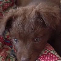 سگ آپارتمانی|سگ|نیشابور, کشتارگاه|دیوار