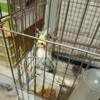 عروس هلندی لوتینو گل باقالی جوجه و مولد|پرنده|قزوین, |دیوار