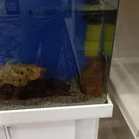 آکواریوم|ماهی|نسیم‌شهر, |دیوار