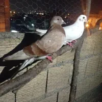 کفتر پرشی معاوضه بامرغ