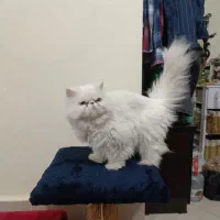گربه پرشین سفید