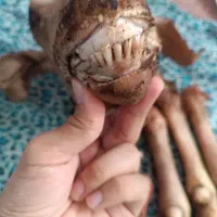 کله پاچه|خوردنی و آشامیدنی|تربت جام, جامرود|دیوار