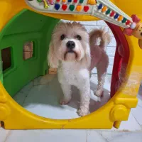 پانسیون خانگی سگ