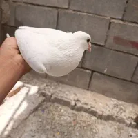 کبوتر|پرنده|نهبندان, |دیوار