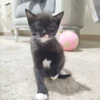 دختر بریتانیایی