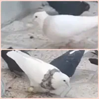 کبوتر گمشده