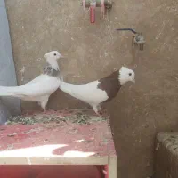 کبوتر طوقی و پلاکی