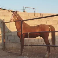 اسب عرب ایرانی