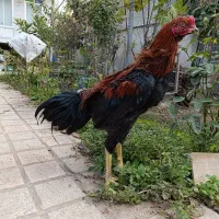 خروس لاری ۸ماهه