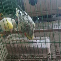 دوبچه طوطی عروس فریدونکنار|پرنده|فریدون‌کنار, |دیوار