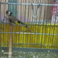 سهره