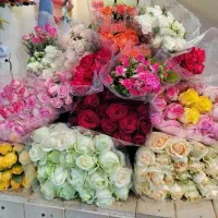 گل رز شاخه ای 70