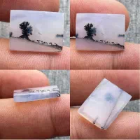 شجر طبیعی قاین