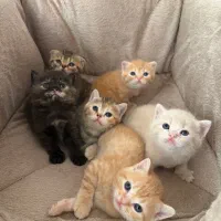 گربه|گربه|گنبد کاووس, |دیوار