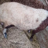 گوسفند بره نر و ماده 20 الی 40 کیلو پرواری افشار|حیوانات مزرعه|قائمشهر, |دیوار