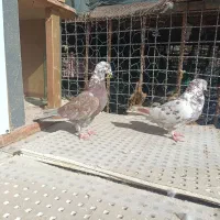 کفتر تهرانی|پرنده|ایرانشهر, |دیوار