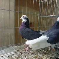 کبوتر از بهترین نسلهای کفتر کاشان