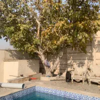 فروش چوب درخت گردو