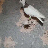 کفترا همه گرفتی|پرنده|سبزوار, باهنر|دیوار