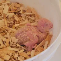 جفت مولد راهب لوتینو ۱ ساله