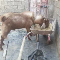 سلام بزدرجه یک نژادسه قلو زا|حیوانات مزرعه|امیدیه, |دیوار