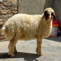 گوسفند زنده و بزغاله زنده