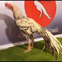 لاری هندی ،مرغ هندی،خروس هندی،هندی نوک طوطی