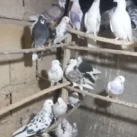 ۲۳تا کفتر غریب گیری چند عدد کفتر شماره داره